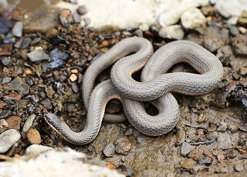 Queen snake 50 cm length. Non venomous and semi-aquatic. Seen on the banks of the Youghiogheny River in Pennsylvania.  Colubridae,Geotagged,Queen Snake,Regina septemvittata,Squamata,Summer,United States,fauna,pennsylvania,queen snake,reptile,snake