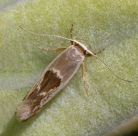 Mohawk moth A delightful little moth, just 10 mm in length, resting here on a native. Also known as Concealer moth and Curved-horn moth.  Australia,Curved-horn moth,Gelechioidea,Geotagged,Lepidoptera,Macro,Mohawk Moth,Moth,Oecophoridae,Spring,Stathmopoda megathyma,fauna,insect,invertebrate,mohawk moth