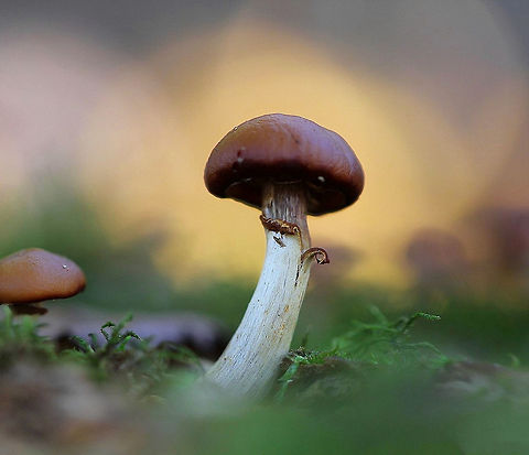 Tiny and tenacious Perhaps rosy slime spike? 

This specimen within the grouping had a stem of 25 mm and cap of 20 mm.
 Agaricomycetidae,Fall,Fungi,Geotagged,Macro,North America,United States,forest floor,pennsylvania