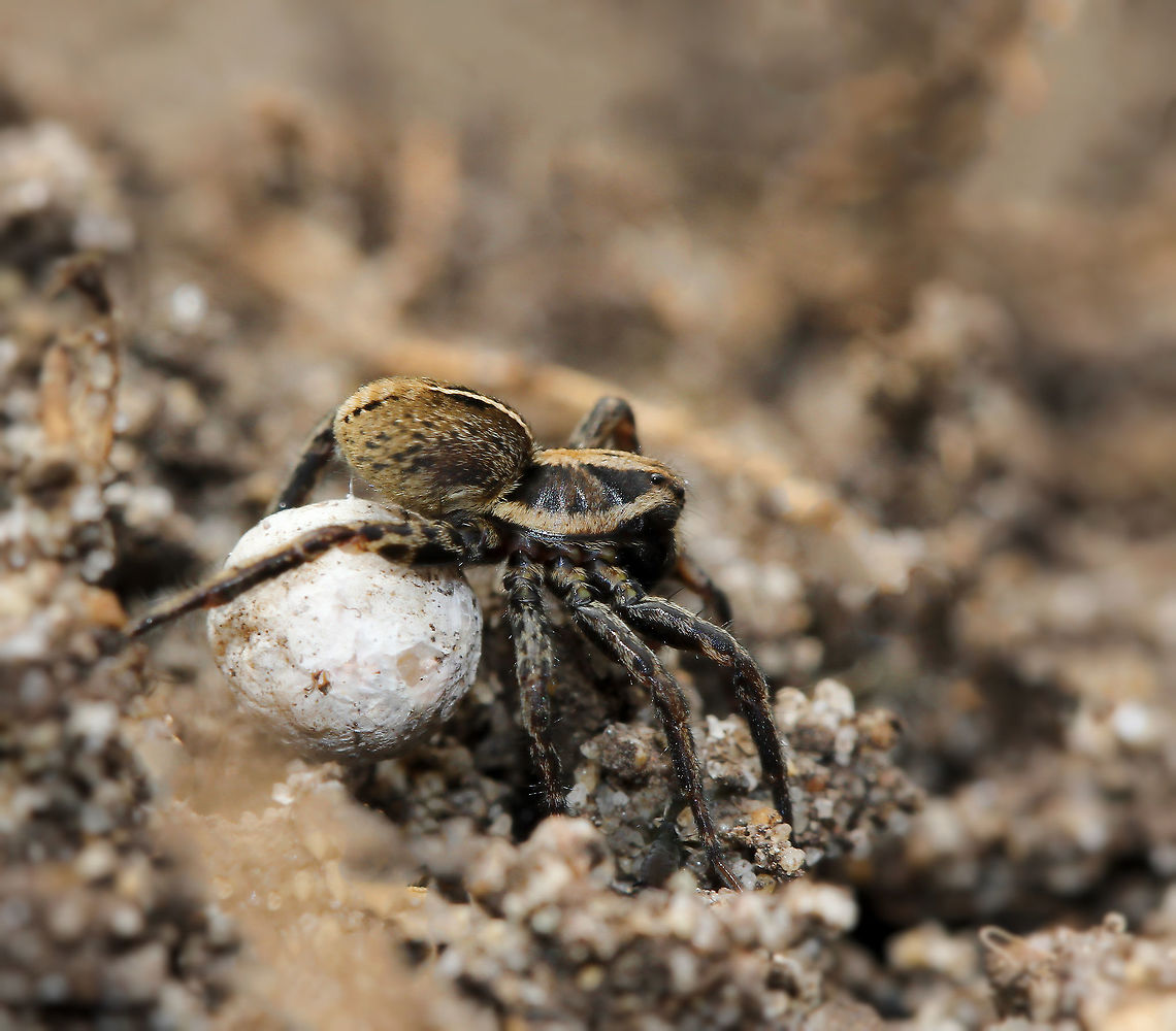 Tiny mother - huge dedication Mama wolf spider with her precious cargo. She was a very fast mover and keen to get away from me! <br />
Wolf spiders do not build webs and are wandering hunters - so to be able to continue hunting and eating, Mama carries her egg sac around with her, attached to the abdomen with silk. Inside the tiny silk sac are all of her developing babies. When they are born, they will ride on her back until their first moult, then leave to make their own way in the world. That&#039;s some fascinating and highly impressive maternal care from this little arachnid. <br />
Body length 7 mm Araneae,Australia,Geotagged,Lycosa godeffroyi,Lycosidae,Macro,Spring,Wolf Spider,arachnid,arthropod,egg sac,fauna,invertebrate,maternal care