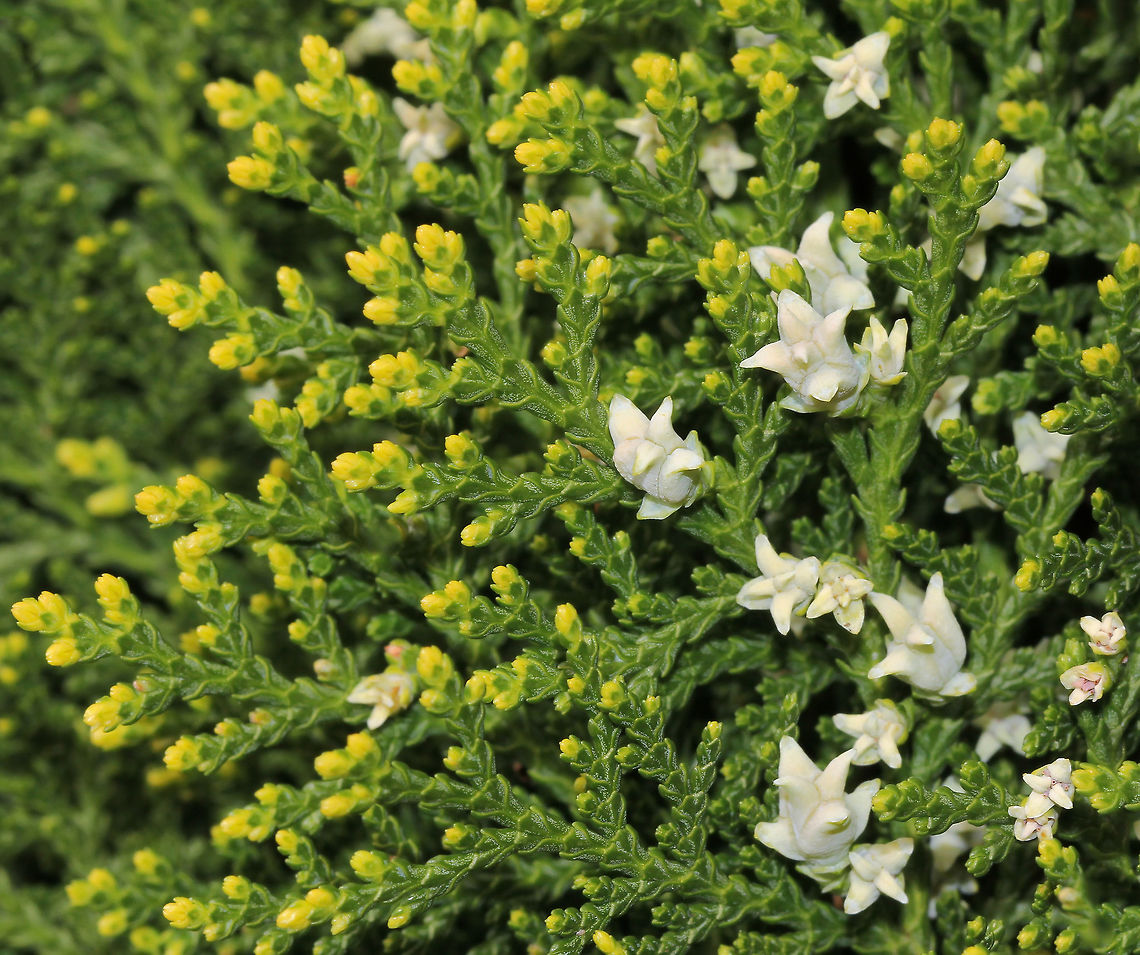 Platycladus orientalis Native to northeastern parts of eastern Asia and north Asia.<br />
New spring growth and immature cones on an Oriental arborvitae conifer. The unique looking cones are 15 mm in length and will turn brown over the coming weeks. They are both male (containing the pollen) and female (containing the ova). The pollen from the male cones is transferred to female cones by the movement of the wind and insects through the foliage and then a seed is formed. Australia,Chinese Thuja,Chinese arborvitae,Conifer,Cupressaceae,Geotagged,Oriental Thuja,Oriental arborvitae,Pinales,Platycladus orientalis,Spring,botany,flora,plant
