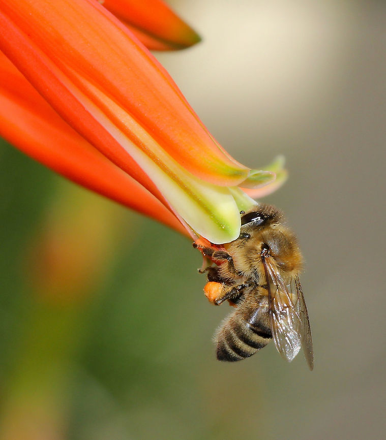 Precious pollinator The European native, Apis mellifera busy working on aloe flowers. <br />
Originating from the northern hemisphere, this species has no problem dealing with the cooler temperatures at this location. After all, our winter temperatures are often the same as summer days in Europe! Consequently, they are very much active all year and compete with native bees. <br />
Apis mellifera has been present here in Australia since around 1830, introduced by European settlers. These bees visit the flowers of at least 200 Australian plant genera.<br />
15 mm body length.<br />
<br />
<br />
 Apidae,Apis mellifera,Australia,European Honey bee,Geotagged,Hymenoptera,Macro,Spring,Western honey bee,bee,fauna,insect,invertebrate