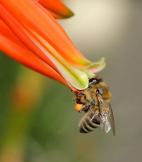 Precious pollinator The European native, Apis mellifera busy working on aloe flowers. 
Originating from the northern hemisphere, this species has no problem dealing with the cooler temperatures at this location. After all, our winter temperatures are often the same as summer days in Europe! Consequently, they are very much active all year and compete with native bees. 
Apis mellifera has been present here in Australia since around 1830, introduced by European settlers. These bees visit the flowers of at least 200 Australian plant genera.
15 mm body length.


 Apidae,Apis mellifera,Australia,European Honey bee,Geotagged,Hymenoptera,Macro,Spring,Western honey bee,bee,fauna,insect,invertebrate