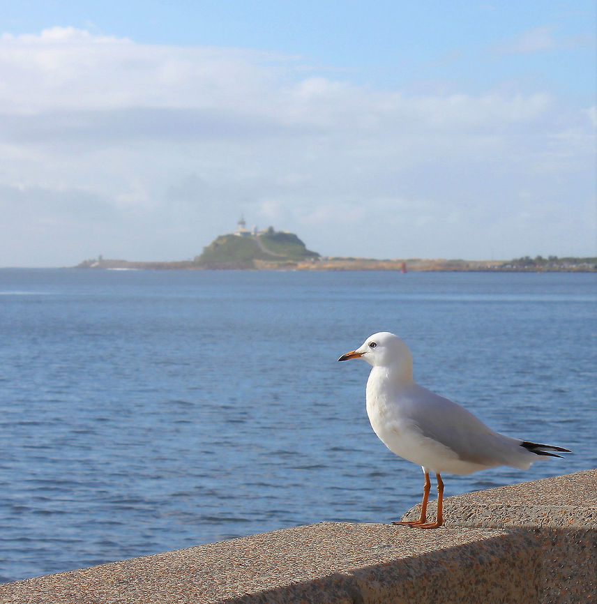 Silver Gull The Silver Gull has a white head, tail and underparts, with a light grey back and black-tipped wings. In adult birds the bill, legs and eye-ring are bright orange-red. <br />
They are found at virtually any watered habitat. Birds flock in high numbers around fishing boats as these leave or return to the coast, but seldom venture far out to sea.<br />
<br />
<figure class="photo"><a href="https://www.jungledragon.com/image/69067/silver_gull.html" title="Silver Gull"><img src="https://s3.amazonaws.com/media.jungledragon.com/images/3314/69067_thumb.jpg?AWSAccessKeyId=05GMT0V3GWVNE7GGM1R2&Expires=1767225610&Signature=GVfqXNadJAFV0HlwjrxktuQvwz4%3D" width="126" height="152" alt="Silver Gull The Silver Gull has a white head, tail and underparts, with a light grey back and black-tipped wings. In adult birds the bill, legs and eye-ring are bright orange-red. <br />
They are found at virtually any watered habitat. Birds flock in high numbers around fishing boats as these leave or return to the coast, but seldom venture far out to sea.<br />
<br />
https://www.jungledragon.com/image/69066/silver_gull.html Australia,Aves,Charadriiformes,Chroicocephalus novaehollandiae,Fall,Fauna,Geotagged,Laridae,Silver Gull,Silver gull,Vertebrate,bird,gull" /></a></figure> Australia,Charadriiformes,Chroicocephalus,Chroicocephalus novaehollandiae,Geotagged,Laridae,Silver Gull,Spring,bird,gull