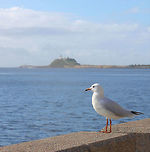 Silver Gull The Silver Gull has a white head, tail and underparts, with a light grey back and black-tipped wings. In adult birds the bill, legs and eye-ring are bright orange-red. <br />
They are found at virtually any watered habitat. Birds flock in high numbers around fishing boats as these leave or return to the coast, but seldom venture far out to sea.<br />
<br />
https://www.jungledragon.com/image/69067/silver_gull.html Australia,Charadriiformes,Chroicocephalus,Chroicocephalus novaehollandiae,Geotagged,Laridae,Silver Gull,Spring,bird,gull