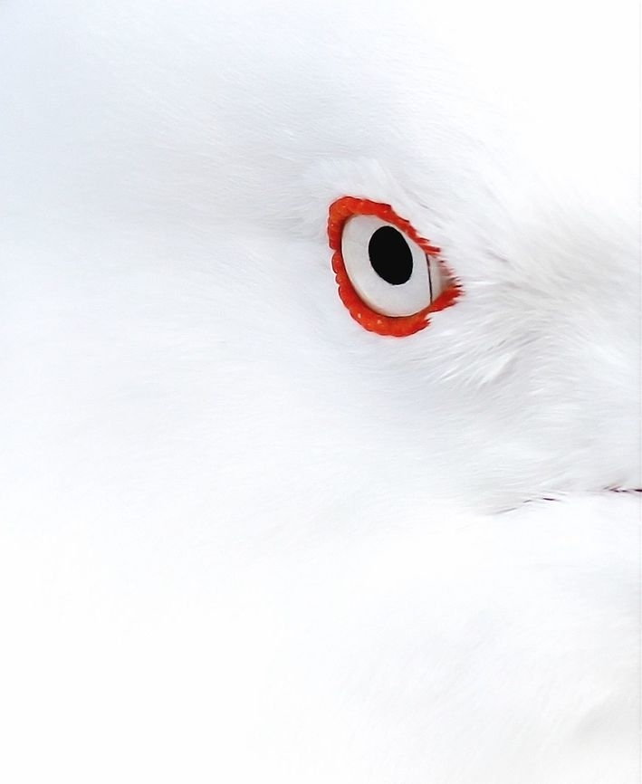 Silver Gull The Silver Gull has a white head, tail and underparts, with a light grey back and black-tipped wings. In adult birds the bill, legs and eye-ring are bright orange-red. <br />
They are found at virtually any watered habitat. Birds flock in high numbers around fishing boats as these leave or return to the coast, but seldom venture far out to sea.<br />
<br />
<figure class="photo"><a href="https://www.jungledragon.com/image/69066/silver_gull.html" title="Silver Gull"><img src="https://s3.amazonaws.com/media.jungledragon.com/images/3314/69066_thumb.jpg?AWSAccessKeyId=05GMT0V3GWVNE7GGM1R2&Expires=1759968010&Signature=d9jLKIA40tEoigFbFpbnHEbU1hs%3D" width="152" height="152" alt="Silver Gull The Silver Gull has a white head, tail and underparts, with a light grey back and black-tipped wings. In adult birds the bill, legs and eye-ring are bright orange-red. <br />
They are found at virtually any watered habitat. Birds flock in high numbers around fishing boats as these leave or return to the coast, but seldom venture far out to sea.<br />
<br />
https://www.jungledragon.com/image/69067/silver_gull.html Australia,Charadriiformes,Chroicocephalus,Chroicocephalus novaehollandiae,Geotagged,Laridae,Silver Gull,Spring,bird,gull" /></a></figure> Australia,Aves,Charadriiformes,Chroicocephalus novaehollandiae,Fall,Fauna,Geotagged,Laridae,Silver Gull,Silver gull,Vertebrate,bird,gull