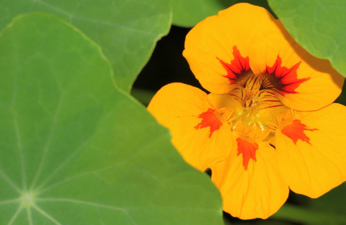 Shy Nasturtium Native to South and Central America, seen here in a home garden. Plants have showy, often intensely bright flowers, and rounded, shield-shaped leaves with the petiole in the centre. <br />
I spoke with the gentleman whose garden this was and he told me these were Tropaeolum majus. All parts of the plant are edible and after he gave me kind permission to take some shots, he and I enjoyed some together before we said cheerio! <br />
 Australia,Brassicales,Garden,Geotagged,Indian cress,Leaf,Macro,Nasturtium,Spring,Tropaeolaceae,Tropaeolum majus,botany,flower,plant,yellow flowers