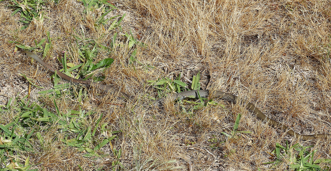 Yellow-faced whip snake Active during the day, slender and very fast-moving. Hard to observe closely, being alert and fleeing quickly when disturbed. Feeding on lizards, lizard eggs and frogs. <br />
90 cm length. Australia,Demansia psammophis,Elapidae,Geotagged,Spring,Squamata,Venomous,Vertebrate,reptile,snake,venomous snake,yellow-faced whip snake