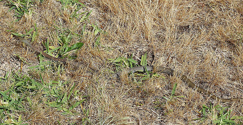 Yellow-faced whip snake Active during the day, slender and very fast-moving. Hard to observe closely, being alert and fleeing quickly when disturbed. Feeding on lizards, lizard eggs and frogs. 
90 cm length. Australia,Demansia psammophis,Elapidae,Geotagged,Spring,Squamata,Venomous,Vertebrate,reptile,snake,venomous snake,yellow-faced whip snake