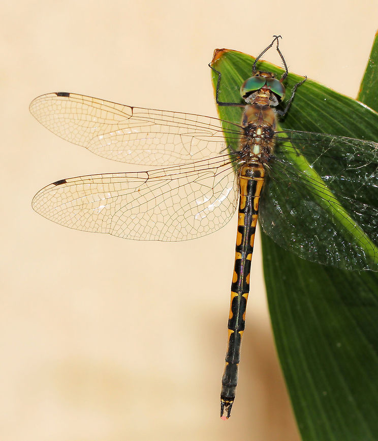 Australian Emerald dragonfly with eggs A female Australian Emerald dragonfly at rest. Beautiful little pink eggs can be seen at the end of the abdomen.<br />
Body length 50 mm. Australia,Australian Emerald,Dragonfly,Geotagged,Hemicordulia australiae,Hemicorduliidae,Macro,Odonata,Spring,insect,invertebrate