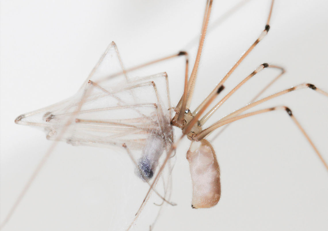 Pholcus cannibalism Whilst watching and photographing an adult Pholcus phalangioides, a second one of the same species made its way in to the vicinity and I was able to observe and document the take down, swathing and then consumption of the interloper by the original subject. <br />
These spiders are found throughout Australia. It is a cosmopolitan species that originates from Europe, introduced here by accident. <br />
9mm length<br />
<br />
 Araneae,Australia,Daddy Long Legs,Fall,Geotagged,Longbodied cellar spider,Macro,Pholcus phalangioides,Spider,arthropod,cannibalism,invertebrate,skull spider