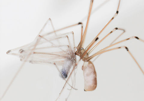Pholcus cannibalism Whilst watching and photographing an adult Pholcus phalangioides, a second one of the same species made its way in to the vicinity and I was able to observe and document the take down, swathing and then consumption of the interloper by the original subject. 
These spiders are found throughout Australia. It is a cosmopolitan species that originates from Europe, introduced here by accident. 
9mm length

 Araneae,Australia,Daddy Long Legs,Fall,Geotagged,Longbodied cellar spider,Macro,Pholcus phalangioides,Spider,arthropod,cannibalism,invertebrate,skull spider