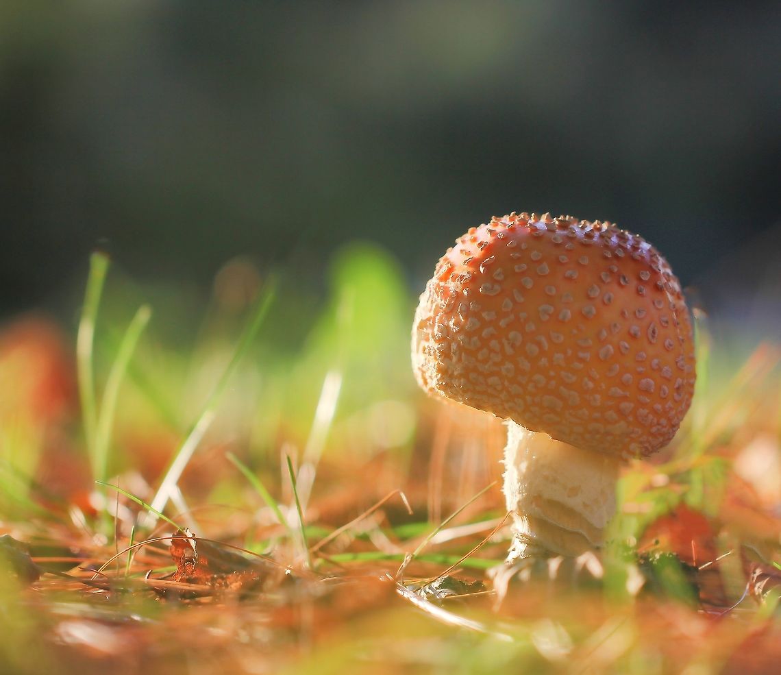Fly Agaric in fall This is an attractive, beautifully coloured toadstool, which is familiar and instantly recognisable. I liked this orange form very much. Seen in association with conifers.<br />
Stem height 7 cm<br />
Any advice re specific species? Thank you.<br />
<br />
<br />
 Agaricales,Amanita muscaria var. guessowii,American Eastern Yellow Fly Agaric,Basidiomycetes,Fall,Fly agaric,Fungi,Geotagged,Macro,United States,amanita,amanitaceae,autumn,mingo creek county park,pennsylvania,toadstool