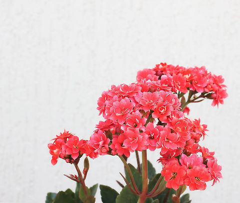 Cheerful Kalanchoe Kalanchoe blossfeldiana cultivars provide a lovely pop of bright colour in some of my window boxes. Mainly native to Madagascar and tropical Africa, no problem growing these outdoors here in Australia. 
An off centre composition of one of the colours on show right now. 

Small, at 22 cm height and each flower 15 mm diameter. Australia,Crassulaceae,Flaming Katy,Flora,Geotagged,Kalanchoe blossfeldiana,Saxifragales,Spring,botany,new south wales,pink flowers