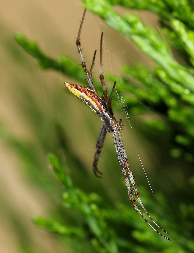 Argiope protensa Female, body length 5 mm, lateral view. The long, pointed abdomen is distinctive in this Argiope species.  Araneae,Araneidae,Argiope,Argiope protensa,Argiope syrmatica,Australia,Geotagged,Longtailed orb-weaving spider,Macro,Spider,Spring,Tailed forest spider,arachnid,invertebrate,orb weaver