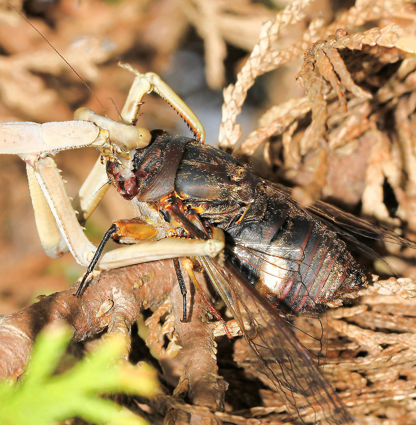 Mantis and her meal  I came upon a gruesome but equally fascinating scene, where a brown bunny mantis was hunting a black prince cicada. <br />
<br />
The hunt was a success and for a few short moments the cicada fought back emitting some high-pitched screams, but the mantis had such a firm grip with those raptorial forelegs and  immediately began eating the pronotum, behind the eyes. <br />
<br />
These cicadas are native to the east coast here in Australia. The predominantly black form from Sydney, Central Coast and up to my area is commonly known as black prince, while the term silver knight is used for the species as a whole.<br />
<br />
This was a fantastic example of the daily struggles of life and death within the natural world, the constant effort that goes in to finding the next sustaining meal. <br />
<br />
The cicada was around 35 cm body length. <br />
<br />
<br />
<br />
<br />
 Australia,Cicada,Geotagged,Hemiptera,Macro,Psaltoda plaga,Spring,arthropod,hunting,insect,invertebrate,praying mantis,prey,psaltoda plaga
