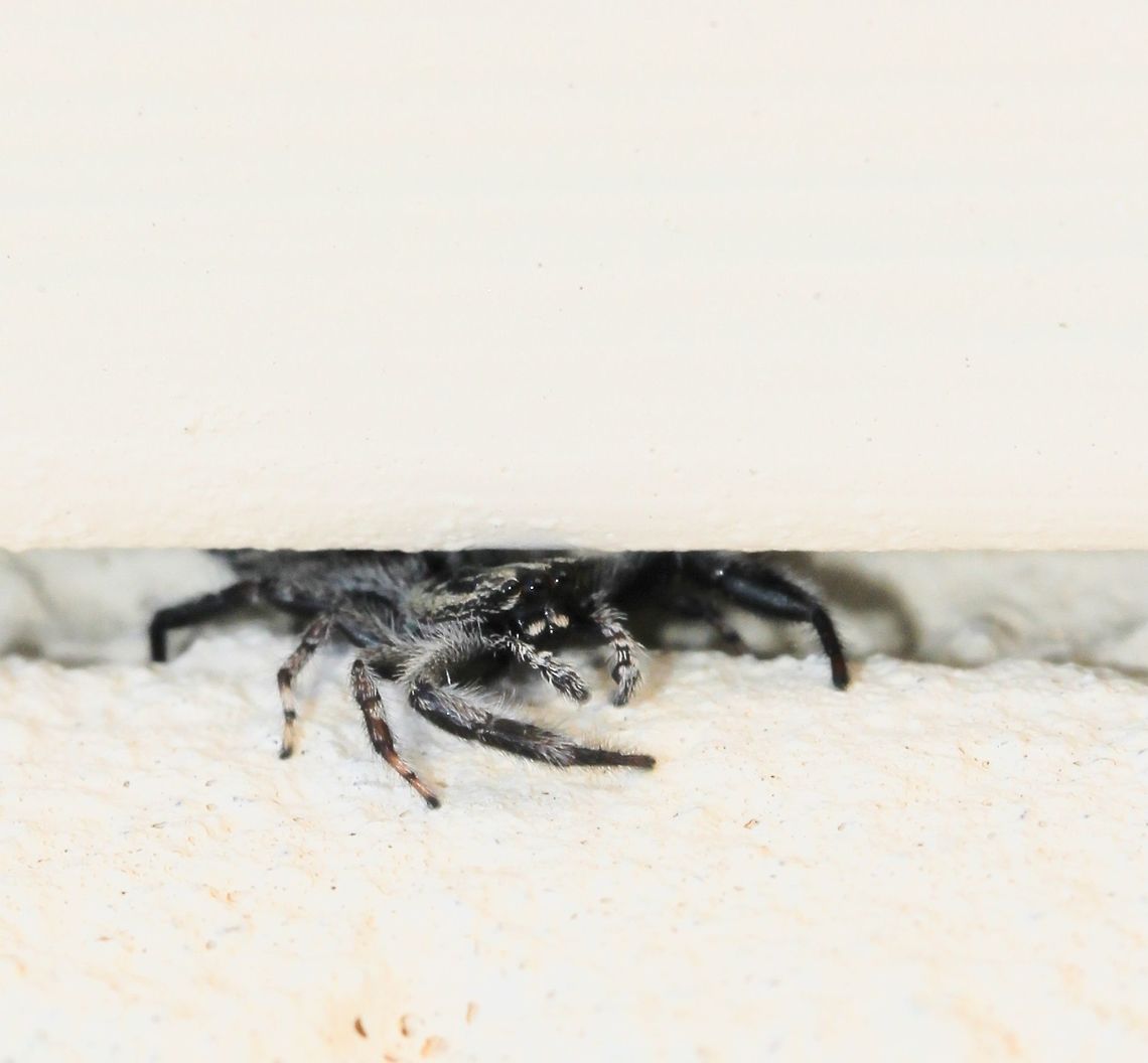 Holoplatys doing what it does best Jumping spiders of this genus are incredibly slim, which enable them to live in and around very thin cracks usually under the loose bark of tree trunks - but on occasion I see them within an urban setting as here. The crack between the two different materials here is just a couple of mm in width!<br />
<br />
There are 36 species known to science within this genus - flat jumping spiders present identification challenges in the field. Location is unreliable as many specimens only have records from cities, suggesting human-aided dispersal. (Robert Whyte &amp; Greg Anderson, Field Guide to Spiders of Australia 2018).<br />
<br />
Female 8 mm length. <br />
<br />
 Arachnid,Araneae,Australia,Geotagged,Holoplatys,Macro,Salticidae,Spider,Spring,arthropod,fauna,invertebrate