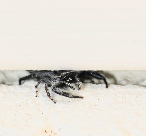 Holoplatys doing what it does best Jumping spiders of this genus are incredibly slim, which enable them to live in and around very thin cracks usually under the loose bark of tree trunks - but on occasion I see them within an urban setting as here. The crack between the two different materials here is just a couple of mm in width!

There are 36 species known to science within this genus - flat jumping spiders present identification challenges in the field. Location is unreliable as many specimens only have records from cities, suggesting human-aided dispersal. (Robert Whyte & Greg Anderson, Field Guide to Spiders of Australia 2018).

Female 8 mm length. 

 Arachnid,Araneae,Australia,Geotagged,Holoplatys,Macro,Salticidae,Spider,Spring,arthropod,fauna,invertebrate