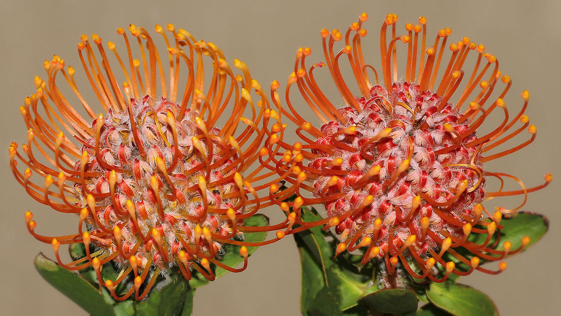 Pincushion pair This shrub with stunning and intriguing flowers was seen in the garden of a local house.<br />
Leucospermum pincushions are native to South Africa, and join many other plants from that area of the world that grow successfully here in Australia. <br />
The common name arises from the appearance of their lovely bright flower heads. Leaves are leathery, soft and hairy. Each flower head is 15 cm in diameter. Plants in this genus can grow to 5 metres, although some are low growing and mat forming. <br />
<br />
<br />
 Australia,Flora,Garden,Geotagged,Leucospermum cordifolium,Macro,Orange,Pincushion,Proteaceae,Proteales,Shrub,Spring,botany,flower,leucospermum,orange flowers,plant