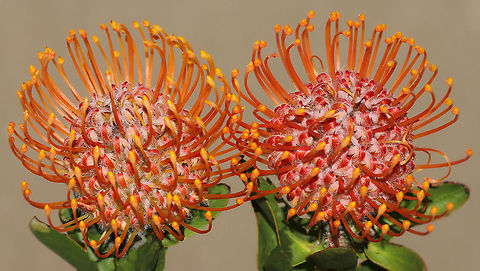 Pincushion pair This shrub with stunning and intriguing flowers was seen in the garden of a local house.
Leucospermum pincushions are native to South Africa, and join many other plants from that area of the world that grow successfully here in Australia. 
The common name arises from the appearance of their lovely bright flower heads. Leaves are leathery, soft and hairy. Each flower head is 15 cm in diameter. Plants in this genus can grow to 5 metres, although some are low growing and mat forming. 


 Australia,Flora,Garden,Geotagged,Leucospermum cordifolium,Macro,Orange,Pincushion,Proteaceae,Proteales,Shrub,Spring,botany,flower,leucospermum,orange flowers,plant