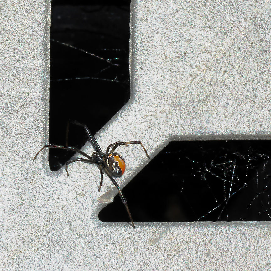 Urban Redback A sub-adult female Redback resting on a silver drain cover where she has made her new home. There were several males within the vicinity. <br />
I think she looks rather striking against this minimalist background. As she matures, the abdomen will become more rotund, will darken to fully black and the orange markings will turn deep red. <br />
Body length 5 mm Araneae,Australia,Comb-Footed Spider,Geotagged,Latrodectus hasseltii,Macro,Redback spider,Spring,Tangle-web spider,Theridiidae,arachnid,arthropod,invertebrate,markings,pattern,urban wildlife