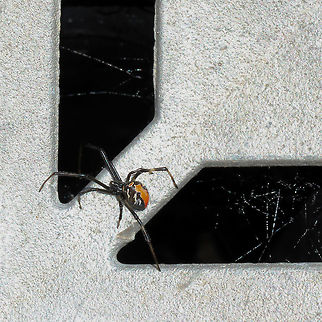 Urban Redback A sub-adult female Redback resting on a silver drain cover where she has made her new home. There were several males within the vicinity. 
I think she looks rather striking against this minimalist background. As she matures, the abdomen will become more rotund, will darken to fully black and the orange markings will turn deep red. 
Body length 5 mm Araneae,Australia,Comb-Footed Spider,Geotagged,Latrodectus hasseltii,Macro,Redback spider,Spring,Tangle-web spider,Theridiidae,arachnid,arthropod,invertebrate,markings,pattern,urban wildlife