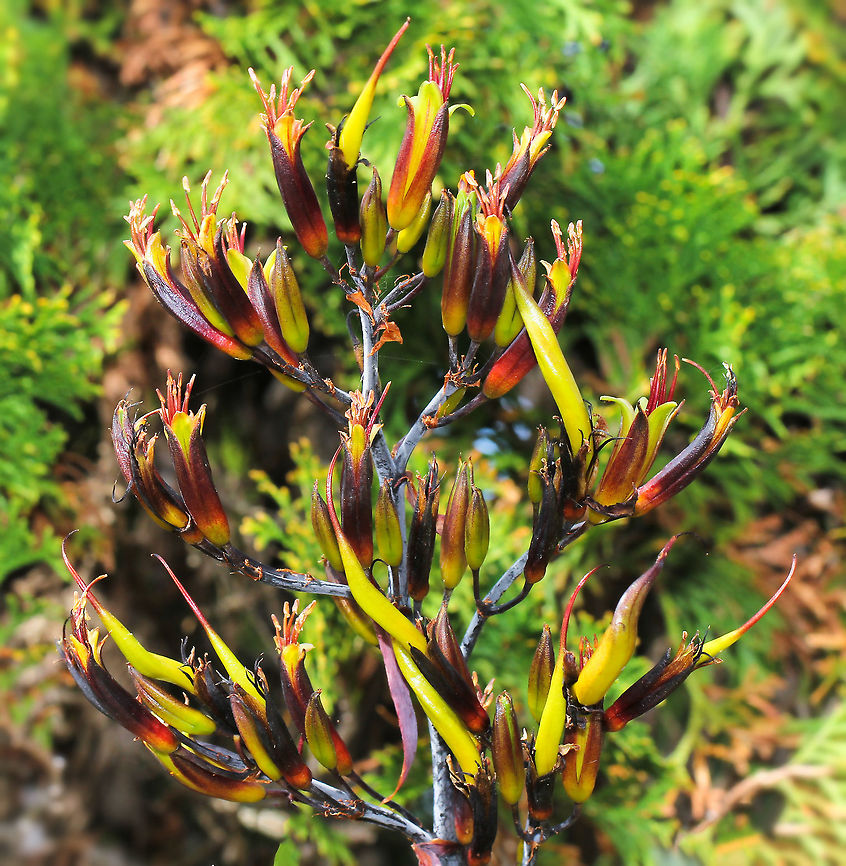 New Zealand Flax flower head A lovely accent plant, capable of growing to 3 metres in width and 2 metres in height. A slow growing perennial, loving a full sun location. <br />
These tall, eye-catching flower heads are very attractive to birds and insects and I always look forward to this time of year to see them in my garden developing, flowering and then the seed pods forming. <br />
Flax is named for its fibrous leaves, which can be used to make baskets and textiles. The Māori names for these plants are harakeke and kōrari.<br />
<br />
<br />
 Asparagales,Asphodelaceae,Australia,Flora,Garden,Geotagged,Phormium tenax,Spring,botany,flower head,new zealand flax,plant