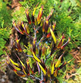 New Zealand Flax
