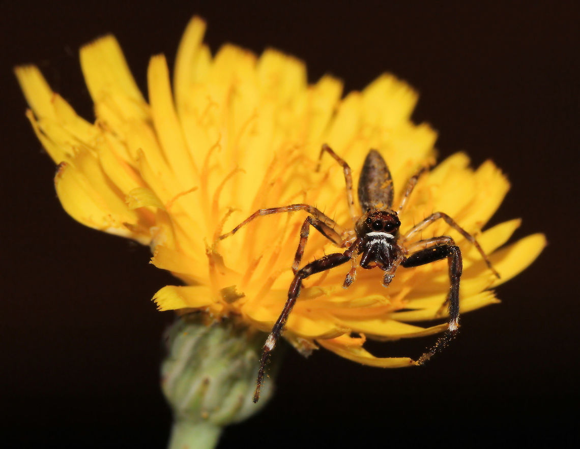 Mischievous minitabunda Handsome little dude, but gave me the run around through the daises. This shot is taken outside, but my camera settings have reduced the background.<br />
Sporting some very impressive chelicerae and fangs and lovely facial markings...and a nice dusting of pollen! <br />
Male Helpis minitabunda 7 mm body length Araneae,Aussie Bronze Jumper,Australia,Geotagged,Helpis minitabunda,Jumping Spider,Macro,Salticidae,Spring,Threatening Jumping spider,arachnid,arthropod,invertebrate