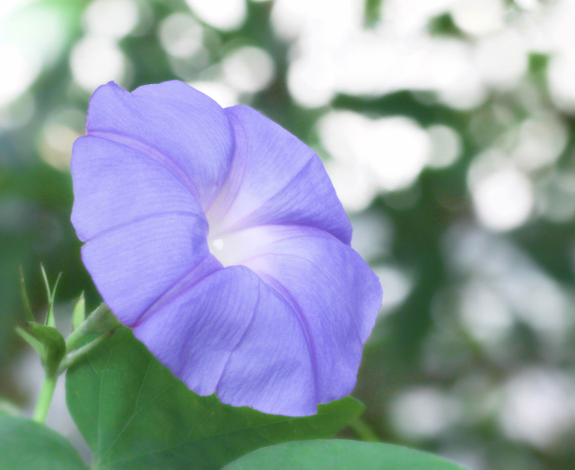Morning Glory in the mist I love very early morning walks. There&#039;s a unique kind of peace to experience and sometimes the weather and atmospherics are very special as well. <br />
I came upon an enchanting spread of morning glory recently just as the sun was coming up behind me and the mist had not yet been burned off. The moon was behind the trees in the background and just like these blooms, would soon disappear as the day wore on.<br />
These are in fact non-natives and local plants do struggle with the invasion and establishment of exotic vines and scramblers. But no denying their subtle beauty. <br />
8 cm diameter Australia,Convolvulaceae,Flora,Geotagged,Ipomoea indica,Macro,Morning glory,Solanales,Spring,bloom,botany,flower,petals,plant,purple flowers