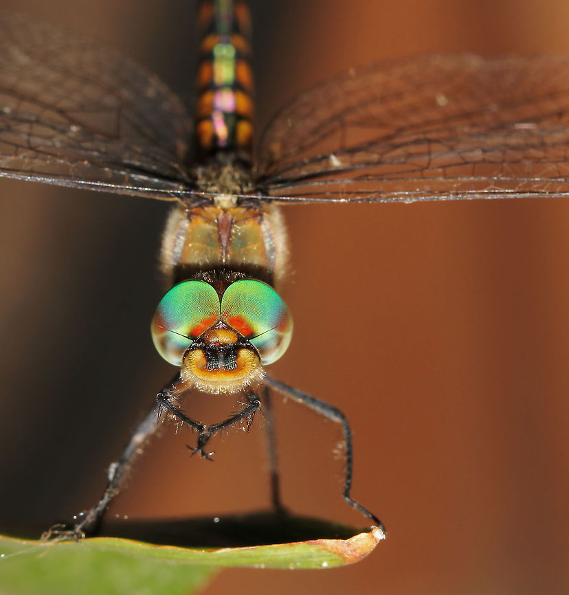 Dragonfly, chocks away! With her aviator goggles on - a moment captured, right before take off. <br />
Australian Emerald dragonflies are flighty little characters and more often than not will escape long before I get anywhere close enough to capture a shot. <br />
But luck was on my side and I managed to do just that recently. <br />
Female body length 50 mm Australia,Australian Emerald,Dragonfly,Geotagged,Hemicordulia australiae,Macro,Odonata,Spring,arthropod,compound eyes,fauna,invertebrate