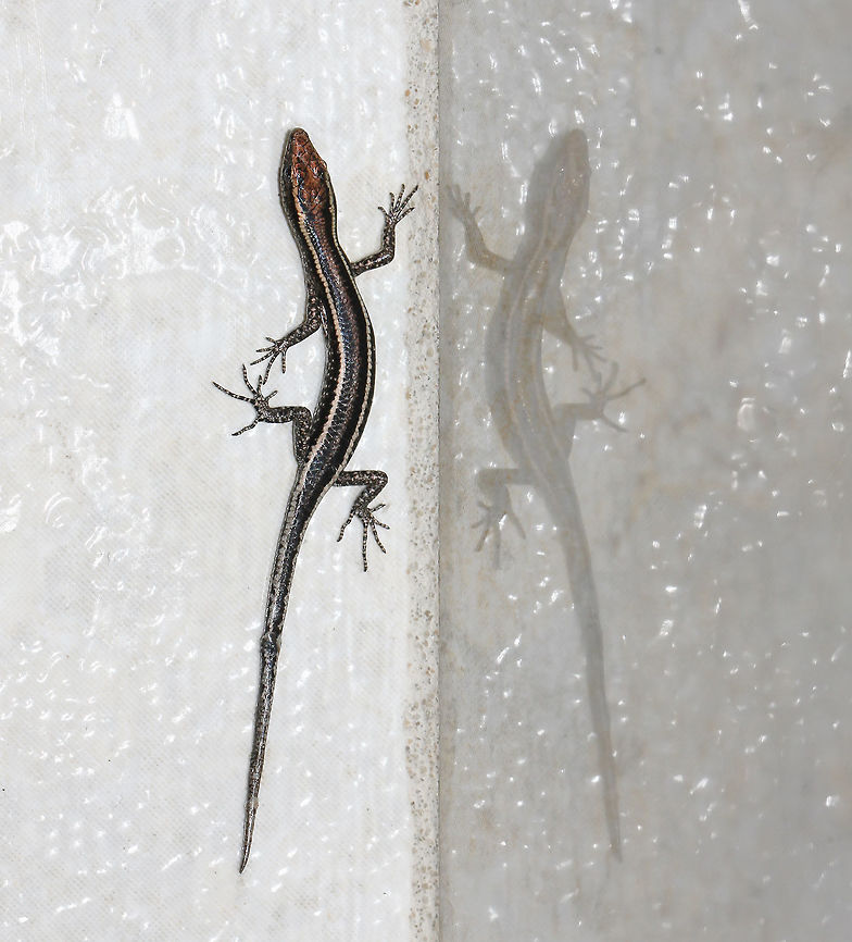 Lizard lineation Normally found in forested areas on tree trunks and branches - I came upon this little snake-eyed skink in my bathroom. They are short-legged and have flattened heads. I noticed a loss of, and subsequent healing of the tail.<br />
5 cm length Australia,Cryptoblepharus pulcher,Elegant Snake-eyed Skink,Geotagged,Reflection,Scincidae,Snake-eyed skink,Spring,Squamata,Vertebrate,animal,reptile,skink