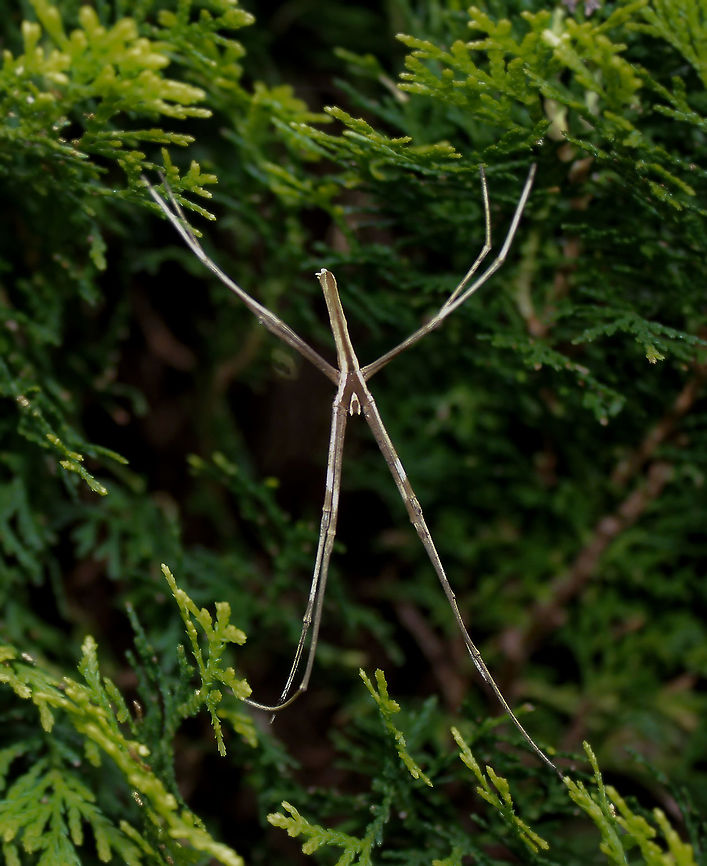 X marks the spot The ogre spiders are making an appearance once again, eye-catching with their X shaped day time resting position. <br />
Over the seasons, I&#039;ve taken a lot of shots of their unique and well known faces....so am sharing a full body dorsal shot this time. <br />
Male 20 mm body length Araneae,Asianopis subrufa,Australia,Deinopidae,Geotagged,Net Casting Spider,Ogre spider,Rufous Net-casting Spider,Spider,Spring,arachnid,arthropod,invertebrate