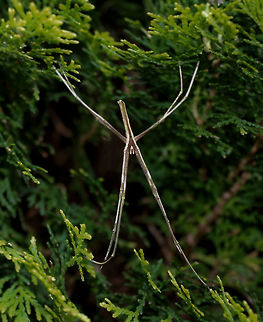 X marks the spot The ogre spiders are making an appearance once again, eye-catching with their X shaped day time resting position. 
Over the seasons, I've taken a lot of shots of their unique and well known faces....so am sharing a full body dorsal shot this time. 
Male 20 mm body length Araneae,Asianopis subrufa,Australia,Deinopidae,Geotagged,Net Casting Spider,Ogre spider,Rufous Net-casting Spider,Spider,Spring,arachnid,arthropod,invertebrate
