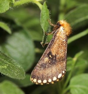 Yellow spot Epicoma moth Adult moths have fore wings that vary from dark grey through brown to white, speckled with silver. Each wing has a row of orange and the larger cream spots along the edge of the wings. The central area of each fore wing has a large irregular dark spot with a yellow/orange dot in the middle. 
Wingspan 4 cm Australia,Epicoma tristis,Geotagged,Lepidoptera,Macro,Moth,Noctuoidea,Notodontidae,Spring,insect,invertebrate