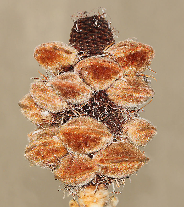 Banksia infructescence with seed follicles Endemic to this country and unique in every way, these plants are easily recognised by their characteristic flower spikes and fruiting cones. Banksia range in size from prostrate woody shrubs to trees up to 30 metres tall. <br />
Banksia are naturally adapted to the presence of regular bushfires in our landscape. Fire stimulates the opening of these seed-bearing follicles and also the germination of seed in the ground.  <br />
15 cm length Australia,Flora,Geotagged,Proteaceae,Proteales,Spring,banksia,botany,infructescence,seed follicles,seed head