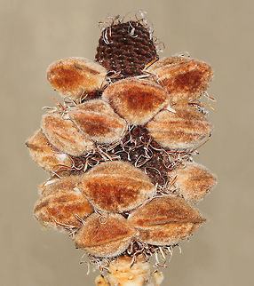 Banksia infructescence with seed follicles Endemic to this country and unique in every way, these plants are easily recognised by their characteristic flower spikes and fruiting cones. Banksia range in size from prostrate woody shrubs to trees up to 30 metres tall. 
Banksia are naturally adapted to the presence of regular bushfires in our landscape. Fire stimulates the opening of these seed-bearing follicles and also the germination of seed in the ground.  
15 cm length Australia,Flora,Geotagged,Proteaceae,Proteales,Spring,banksia,botany,infructescence,seed follicles,seed head