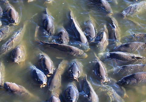 Carp feeding frenzy Look over the edge of the spillway at Pymatuning Lake, Crawford County, Pennsylvania and you will see carp by the thousands gathering and collectively surging out of the water at the slightest hint that someone might toss them a piece of bread. This has been a favourite activity for decades, but I wondered whether something healthier than processed white bread might be a better option. Perhaps fish pellets? It was astonishing to not only see the sheer number of fish, but also the noise of them splashing and slurping was incredible.  Common carp,Cyprinidae,Cypriniformes,Cyprinus carpio,Fall,Feeding,Fish,Geotagged,United States,Vertebrate,carp,fauna