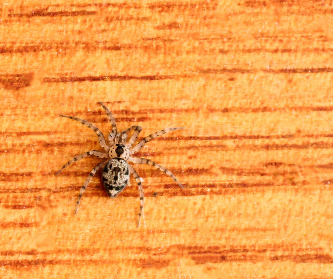 Oecobius navus These are the tiniest fully grown spiders I encounter. Body length just 3 mm. <br />
This is a cribellate spider - the cribellum is a silk spinning organ. Unlike the usual spinnerets of spiders, the cribellum consists of one or more plates covered in thousands of tiny spigots, tiny holes that hardly project from the surface, in contrast to the elongated spigots that project from spinnerets. Araneae,Australia,Geotagged,Macro,Oecobiidae,Oecobius navus,Spider,Spring,arachnid,arthropod,cribellate,fauna,invertebrate,tiny