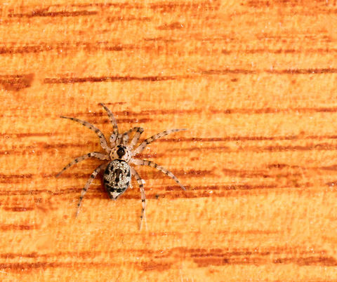 Oecobius navus These are the tiniest fully grown spiders I encounter. Body length just 3 mm. 
This is a cribellate spider - the cribellum is a silk spinning organ. Unlike the usual spinnerets of spiders, the cribellum consists of one or more plates covered in thousands of tiny spigots, tiny holes that hardly project from the surface, in contrast to the elongated spigots that project from spinnerets. Araneae,Australia,Geotagged,Macro,Oecobiidae,Oecobius navus,Spider,Spring,arachnid,arthropod,cribellate,fauna,invertebrate,tiny