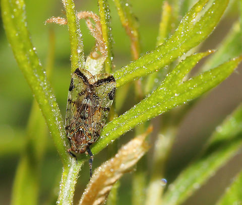 Achilid planthopper with morning dew The Achilidae are a family of fulgoroid insects, one of many families commonly known as planthoppers.
I came upon this particularly pretty one, very early one morning surrounded by the morning dew.
8 mm length Achilid planthopper,Achilidae,Australia,Fulgoromorpha,Geotagged,Macro,Spring,arthropod,fauna,hemiptera,insect,invertebrate,planthopper,true bug