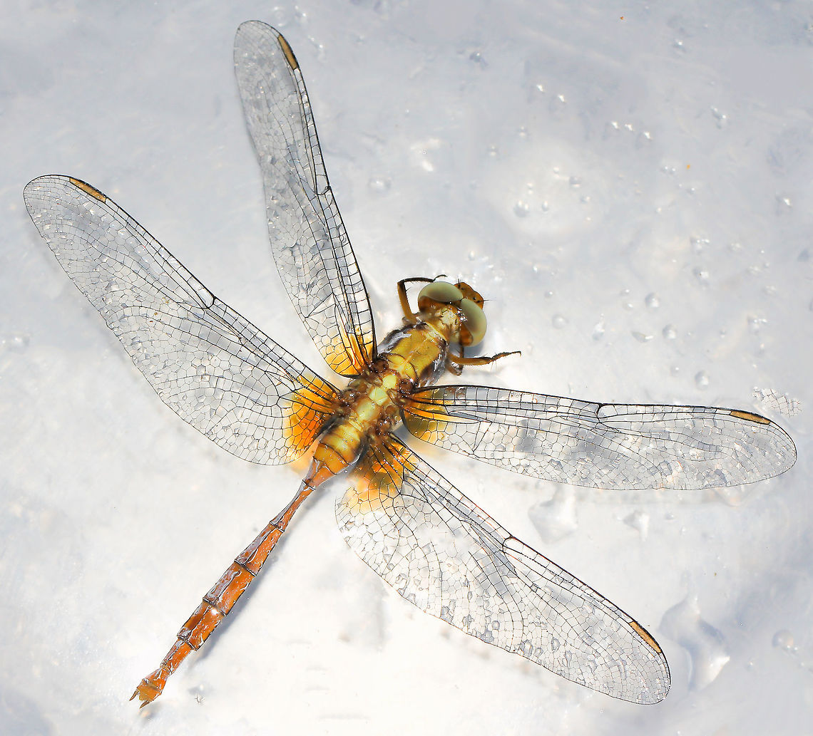 A dragonfly rescue It's been extremely windy here and I'm wondering if this is why I found this little beauty struggling in our pool. They have such a mastery of the skies, but perhaps the wind we received was just too much. They are so fragile, one wonders how on earth they survive any breeze at all. <br />
After this shot, I took it to a warm sandstone rock in the hopes it might dry out and recover. Having to leave for a social engagement, I couldn't stay to see what happened - but it was gone when I returned home. <br />
6 cm body length, immature specimen. <br />
<br />
Going by the appendages, a female. <br />
 Australia,Dragonfly,Fiery Skimmer,Geotagged,Libellulidae,Macro,Odonata,Orthetrum villosovittatum,Spring,arthropod,fauna,invertebrate,rescue