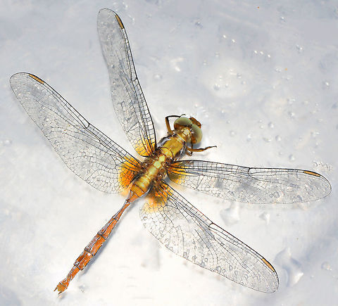A dragonfly rescue It's been extremely windy here and I'm wondering if this is why I found this little beauty struggling in our pool. They have such a mastery of the skies, but perhaps the wind we received was just too much. They are so fragile, one wonders how on earth they survive any breeze at all. 
After this shot, I took it to a warm sandstone rock in the hopes it might dry out and recover. Having to leave for a social engagement, I couldn't stay to see what happened - but it was gone when I returned home. 
6 cm body length, immature specimen. 

Going by the appendages, a female. 
 Australia,Dragonfly,Fiery Skimmer,Geotagged,Libellulidae,Macro,Odonata,Orthetrum villosovittatum,Spring,arthropod,fauna,invertebrate,rescue