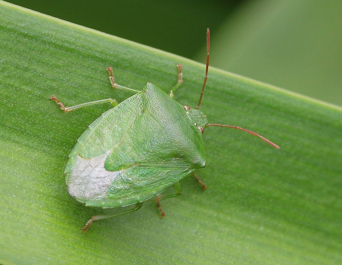 Adult Green Potato bug These shield bugs feed on solanaceous plants especially the genus Solanum, which includes potatoes, tomatoes and wild tobacco.<br />
12 mm length<br />
<br />
<br />
 Australia,Cuspicona simplex,Geotagged,Green,Macro,Pentatomidae,Shield Bug,arthropod,hemiptera,insect,invertebrate,stink bug,summer,true bug