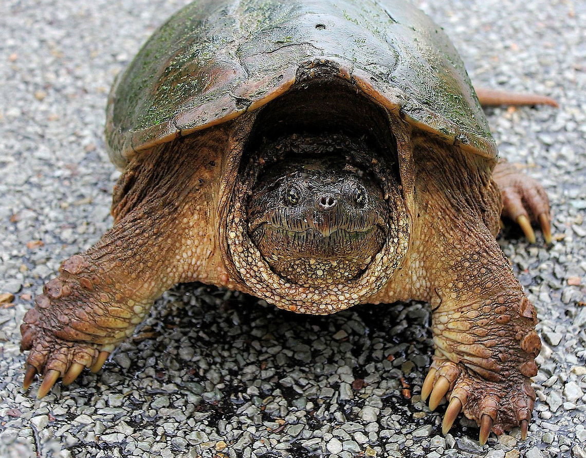 A smile to beguile Several years ago, I had my first introduction to the awe inspiring Common Snapping turtle. The size rendered me speechless (the carapace on this one being around 38 cm). And very quickly, I learned that the wonderful look of contentment and joy that seems apparent on these characters faces is completely misleading....... <br />
<br />
I witnessed first hand, the combative disposition these turtles are known for when out of the water...with their powerful beak-like jaws, large claws, muscular build and highly mobile head and neck, they present a real danger to all who come near.  <br />
Having found itself on the road, this snapper was herded back in to vegetation, well away from traffic.  Chelydra serpentina,Chelydridae,Common snapping turtle,Geotagged,North America,Pennsylvania,Summer,Testudines,United States,Vertebrate,fauna,freshwater turtle,reptile