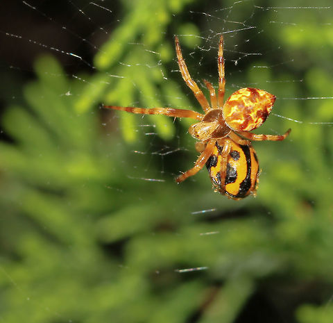 Ladybug for lunch A male Salsa brisbanae spider chowing down on his ladybug lunch. 
5 mm body length
NB: Previous Genus Araneus is now an inactive taxon. Araneae,Araneidae,Australia,Brisbane Orb Weaver,Geotagged,Macro,Salsa brisbanae,Spider,Spring,arachnid,arthropod,hunter,invertebrate,orb weaver,prey