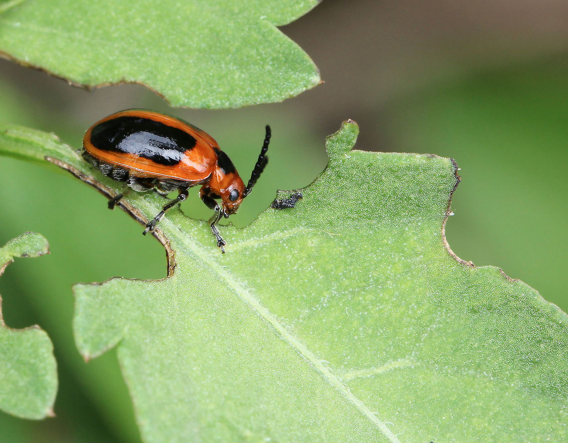 Oides Leaf beetle I came upon this beetle as it was making a meal of the foliage and thought for one second it had eaten its way along and made this tunnel shape! But then realised it was two separate leaves.  <br />
20 mm in length Australia,Chrysomelidae,Coleoptera,Geotagged,Macro,Oides Leaf beetle,Oides dorsosignata,Orange Oides Leaf Beetle,Spring,arthropod,beetle,insect,invertebrate