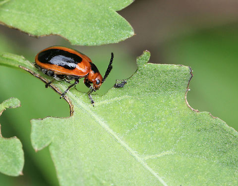 Oides Leaf beetle I came upon this beetle as it was making a meal of the foliage and thought for one second it had eaten its way along and made this tunnel shape! But then realised it was two separate leaves.  
20 mm in length Australia,Chrysomelidae,Coleoptera,Geotagged,Macro,Oides Leaf beetle,Oides dorsosignata,Orange Oides Leaf Beetle,Spring,arthropod,beetle,insect,invertebrate