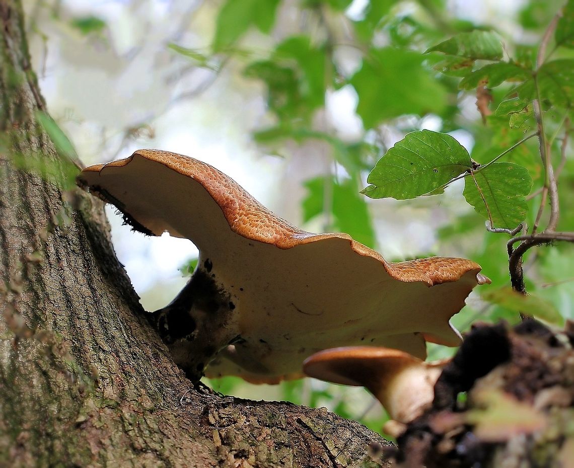 Dryad's Saddle fungi I believe this is the correct ID. Please advise if not! <br />
This large fruiting body here was 25 cm and high up in the tree.  Basidiomycota,Cerioporus squamosus,Dryad's Saddle,Dryad's saddle,Fall,Fungi,Geotagged,Polyporaceae,Polyporales,Polyporus squamosus,United States,pennsylvania