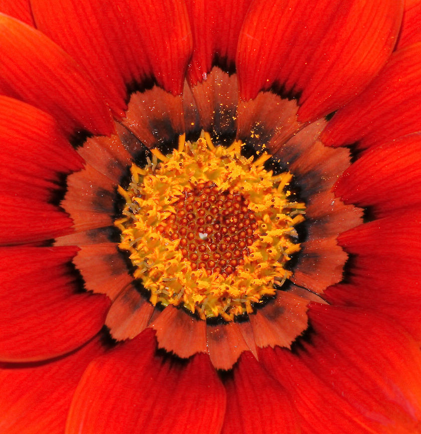 Gazania glow A close crop detail presentation.<br />
Daisy-like red flowers with unique black markings sit on sturdy short stems and silver foliage. They are perfect in my garden as low growing, drought resistant ground cover.<br />
These perennials are native to South Africa. Gazania is a genus of flowering plants in the family Asteraceae. <br />
This one is hybrid Gazania Frosty Red (Kiss Range).<br />
Flower head diameter 60 mm. Plant height 25 cm and width 30 cm. <br />
<br />
 Asteraceae,Asterales,Australia,Gazania Frosty Red,Geotagged,Macro,Perennial,botany,flower,markings,pattern,petals,plant,red,red flowers,summer